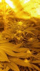 Floraison  30 (3)