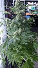 Floraison  46 (18)