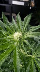 Floraison  22 (15)