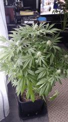 Floraison  45 (4)