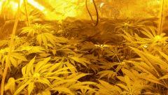 Floraison  30 (2)