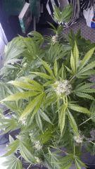 Floraison  54 (13)