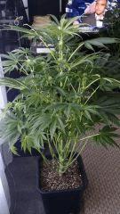 Floraison  27 (13)
