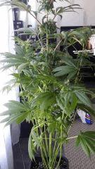 Floraison  52 (2)
