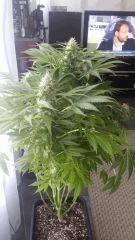 Floraison  56 (5)