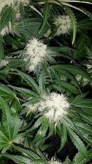 Floraison  48 (17)