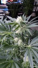 Floraison  31 (12)