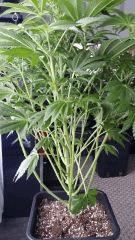 Floraison  22 (8)