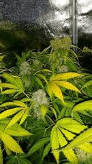 Floraison  62 (5)
