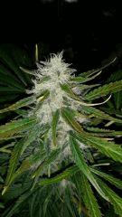 Floraison  57 (10)