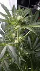 Floraison  24 (6)