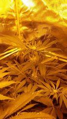 Floraison  26 (6)