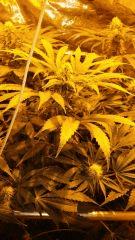 Floraison  40 (14)