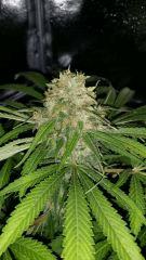 Floraison  62 (11)
