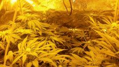 Floraison  30 (1)