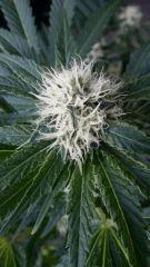 Floraison  36 (8)