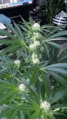Floraison  27 (8)