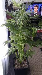 Floraison  32 (2)