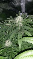 Floraison  53 (2)