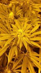 Floraison  49 (3)