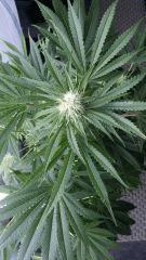 Floraison  35 (17)