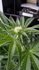 Floraison  22 (14)