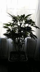 Floraison  16 (14)