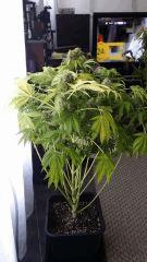 Floraison  63 (8)