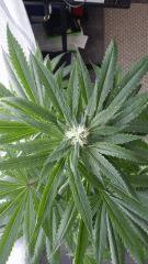 Floraison  35 (1)