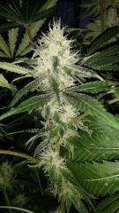 Floraison  45 (25)