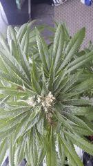 Floraison  54 (1)