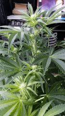 Floraison  21 (10)