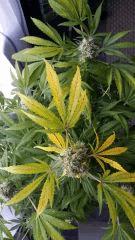 Floraison  58 (11)