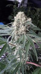 Floraison  48 (21)