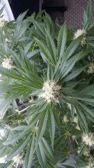 Floraison  43 (19)
