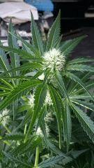 Floraison  27 (6)