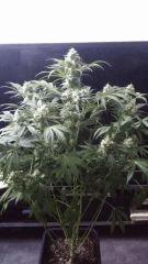 Floraison  51 (20)