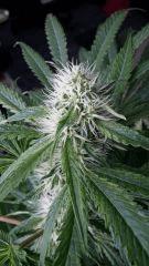 Floraison  34 (8)