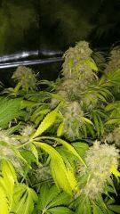 Floraison  69 (4)