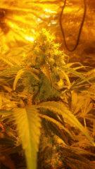 Floraison  50 (7)