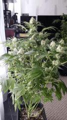 Floraison  48 (13)