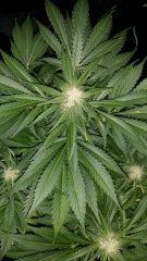 Floraison  42 (11)