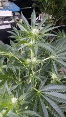 Floraison  25 (5)