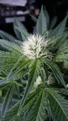 Floraison  28 (10)