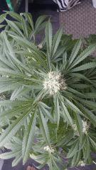 Floraison  54 (6)