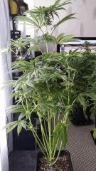Floraison  39 (2)