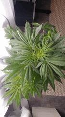 Floraison  19 (1)