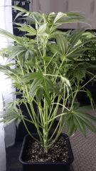Floraison  24 (12)