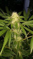 Floraison  32 (20)