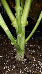 Floraison  40 (19)